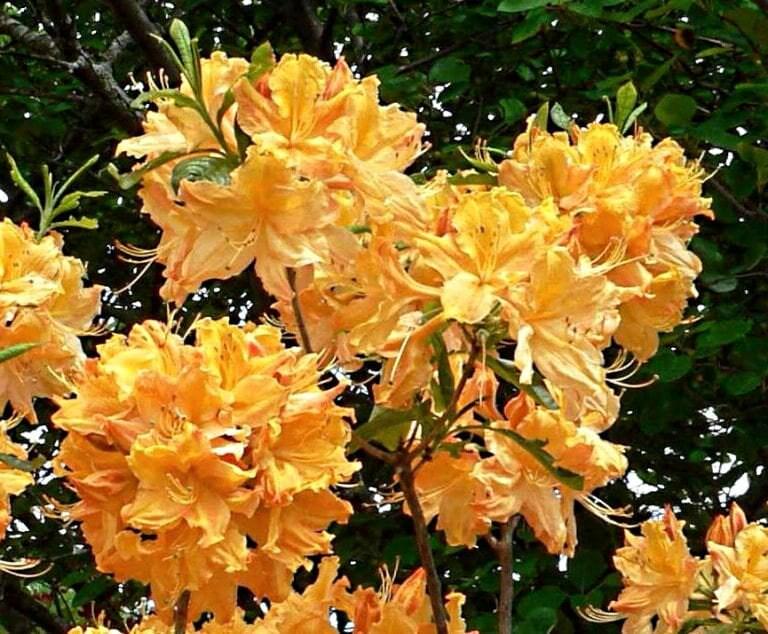 Golden Rhododendron Golden Lights~~deciduous Azalea Rhododendron~well Rooted SMALL Starter ...