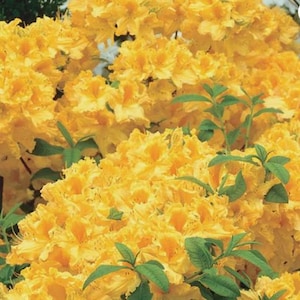 May include: A close-up of a bush of yellow azalea flowers in full bloom. The flowers are clustered together, creating a dense mass of yellow.