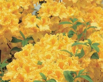 3 Gallon Pot of "GOLDEN LIGHTS"~~Aromi Deciduous Azalea Rhododendron~~Shipped without Pot~~