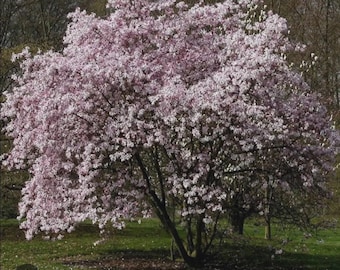 May include: A large tree with a full canopy of light pink blossoms. The tree's dark trunk and branches contrast with the delicate flowers. The tree is set against a backdrop of green grass and other trees.