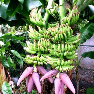 May include: A close-up of a banana tree with multiple bunches of green bananas. The image also shows large green leaves and several purple banana blossoms hanging below the fruit. The tree is in a natural outdoor setting.
