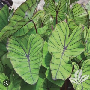 May include: Close-up of large, green leaves with prominent dark purple veins. The leaves have a heart shape and are part of a lush plant. The image is well-lit, showcasing the texture and details of the foliage.