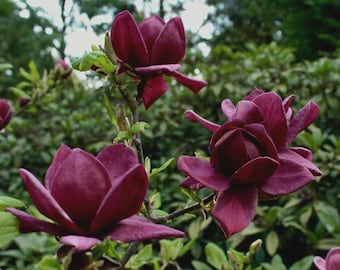May include: Close-up of several deep burgundy magnolia flowers in various stages of bloom. The petals are velvety and open, revealing the flower's center. Green leaves and branches provide a natural backdrop, with a blurred background of trees and foliage.
