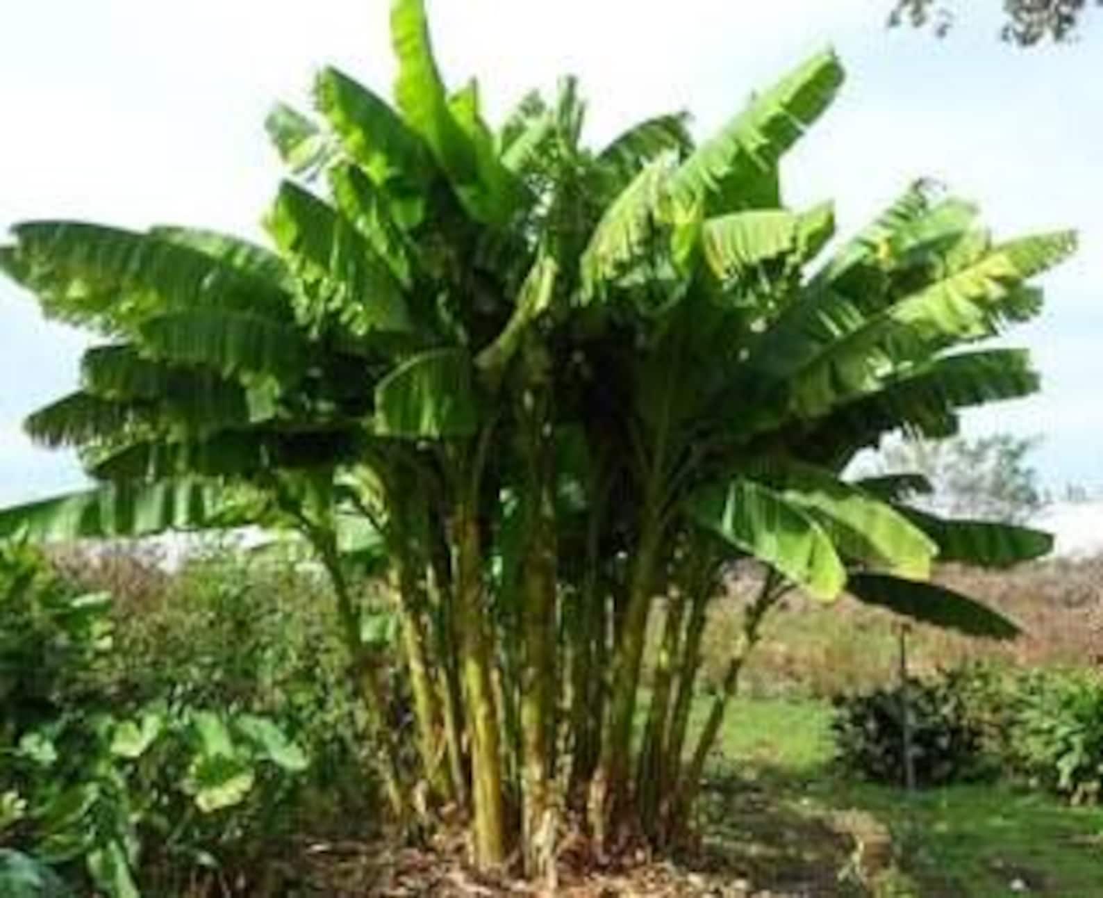BASJOO Banana Tree~~cold Hardy Musa Live Banana Tree-small Rooted ...