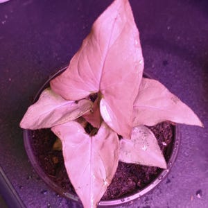 Syngonium Pink Perfection