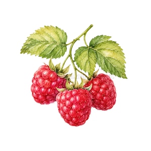 Puede incluir: Una ilustración en acuarela de tres frambuesas rojas maduras y texturizadas que cuelgan de un tallo verde fino con varias hojas verdes dentadas y veteadas. Las bayas son redondas con una superficie irregular, mostrando tonos de rojo brillante.