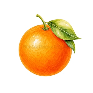 May include: A watercolour illustration of a single round orange fruit with a textured, vibrant orange peel. A short green stem is attached to the top, featuring two pointed green leaves with visible veins and subtle shading.