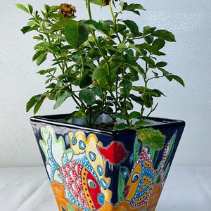May include: A square ceramic planter with a dark blue background featuring hand-painted, colorful fish motifs in red, yellow, and light blue. A green rose plant with small leaves and a few dried brown flower buds grows from the top of the pot.
