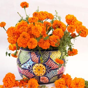 May include: A colorful ceramic vase with a geometric pattern is filled with a bouquet of orange marigold flowers. The vase has a blue, green, red, and yellow design.