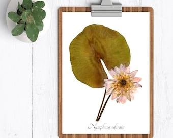 Water Lily Botanical Print - Reproduction Herbarium Art - Botanical Art Print - Pressed Flower Home Decor