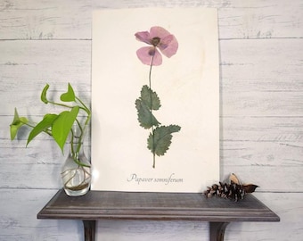Poppy Pressed Botanical Specimen - Vintage Style Herbarium Art - Poppy Home Décor - Real Pressed Plant Wall Decor