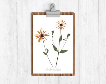 Orange Coneflower Botanical Print - Reproduction Herbarium Art