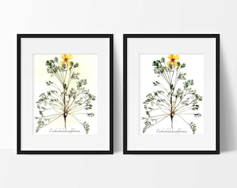 California Poppy Botanical Print, Reproduction Herbarium Specimen Prints