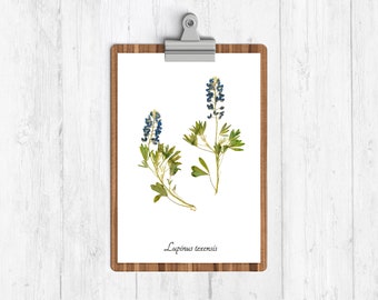 Texas Bluebonnet Botanical Print - Pressed Flower Print - Botanical Wall Art - Home Decor
