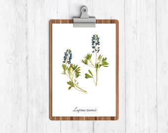 Texas Bluebonnet Botanical Print - Pressed Flower Print - Botanical Wall Art - Home Decor