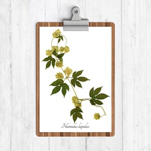 Hops Vine Botanical Print - Beer Print - Gift for Him - Herbarium Art