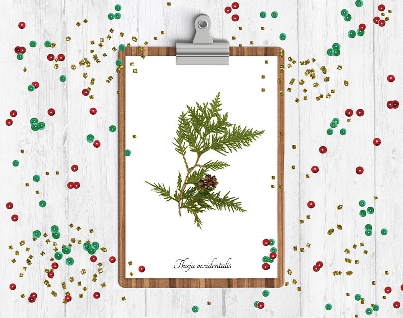 Christmas Botanical Print Set 4 Winter Decoration Art Prints Yule Wall Art image 2