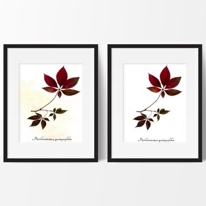 Virginia Creeper Botanical Print - Reproduction Herbarium Art - Botanical Art - Garden Wall Art - Fall Leaves