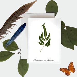 Brake Fern Botanical Card - Carte de vœux d’impression de fougère pressée - Taille A7