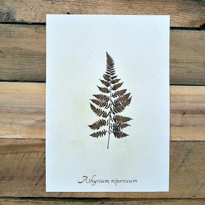 Real Pressed Japanese Painted Fern image 1