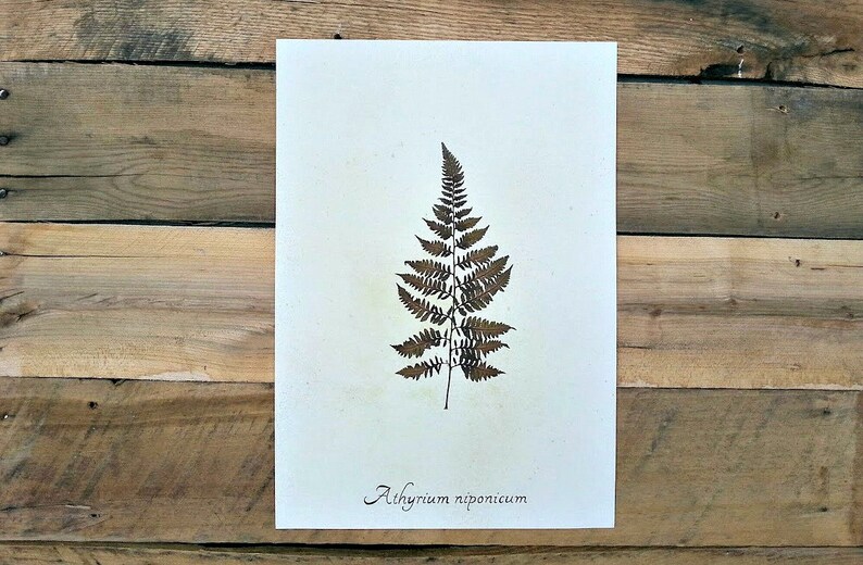 Real Pressed Japanese Painted Fern image 1