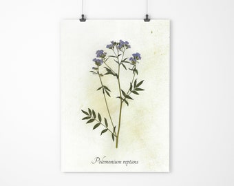 Greek Valerian Herbarium Specimen - Real Pressed Botanical - Pressed Flower Art