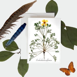 California Poppy Botanical Card - Impression botanique pressée - Taille A7