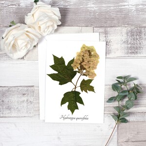 Eikenblad Hortensia Botanische Wenskaart