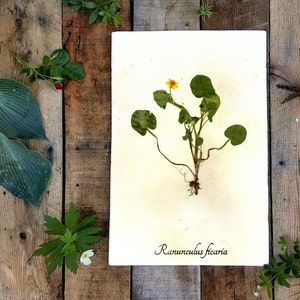 May include: A pressed flower specimen of a yellow flower with green leaves, labeled "Ranunculus ficaria" on a white background.