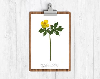 Wood Poppy Botanical Art Print