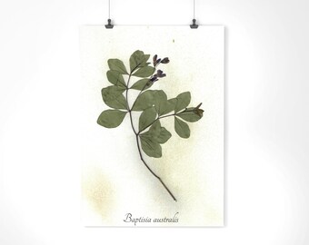 Blue False Indigo Herbarium Specimen - Real Pressed Botanical - Pressed Flower Art