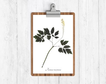 Traubensilberkerze Botanischer Druck - Reproduktion Herbarium Art
