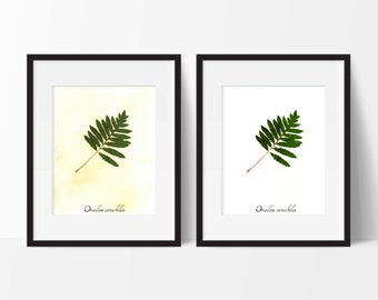 Sensitive Fern Pressed Botanical Print - Herbarium Specimen Print Art