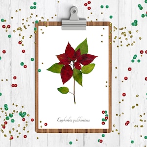 Poinsettia Botanical Print - Christmas Wall Art - Herbarium Print - Yule Decor - Botanical Art Print