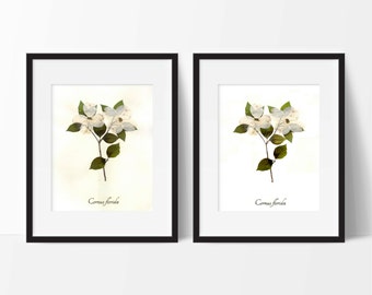 Dogwood Botanical Print - Reproduction Herbarium Art - Botanical Art