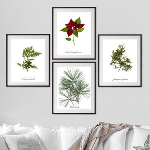 Christmas Botanical Print Set - 4 Winter Decoration Art Prints - Yule Wall Art