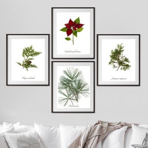 Christmas Botanical Print Set 4 Winter Decoration Art Prints Yule Wall Art image 1