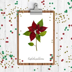 Christmas Botanical Print Set 4 Winter Decoration Art Prints Yule Wall Art image 3