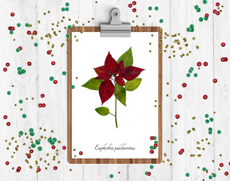 Christmas Botanical Print Set 4 Winter Decoration Art Prints Yule Wall Art image 3