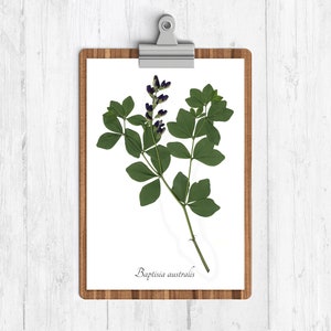 May include: A pressed flower specimen of Baptisia australis, also known as False Indigo, on a white background. The flower is purple and the leaves are green. The specimen is mounted on a clipboard with a wooden frame.