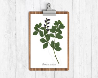 Blue False Indigo Botanical Art Print