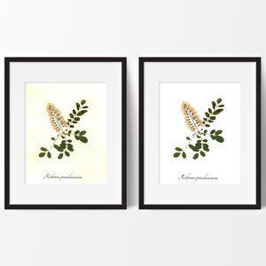Black Locust Botanical Print - Reproduction Herbarium Art - Botanical Art