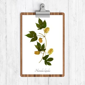 Hops Botanical Print - Beer Decor - Gift for Him - Herbarium Art