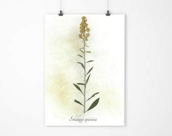 Showy Goldenrod Herbarium Specimen - Real Pressed Botanical - Pressed Flower Art