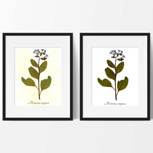 Virginia Bluebells Botanical Art PRINT- Pressed Botanical Reproduction