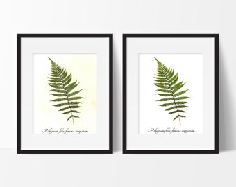 Lady Fern Stampa Botanica Pressata - Real Fern Herbarium Reproduction Print - Botanical Wall Art Print - Home Decor