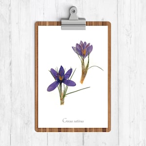 Saffron Crocus Herbal Print - Botanical Home Decor - Kitchen Decor