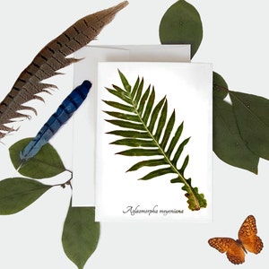 Carte botanique Bear Paw Fern - Carte de vœux botanique - Taille A7