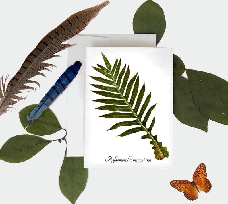 Carte botanique Bear Paw Fern - Carte de vœux botanique - Taille A7 image 1