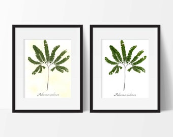 Pressed Botanical ART PRINT - Maidenhair Fern Herbarium Specimen REPRODUCTION